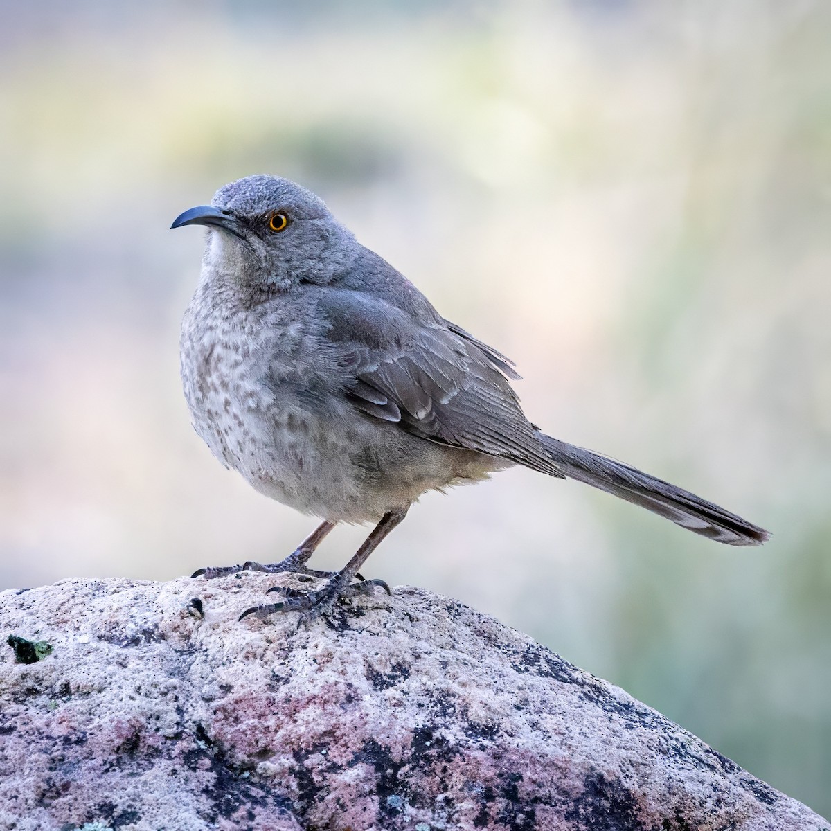 Curve-billed Thrasher - ML619983205