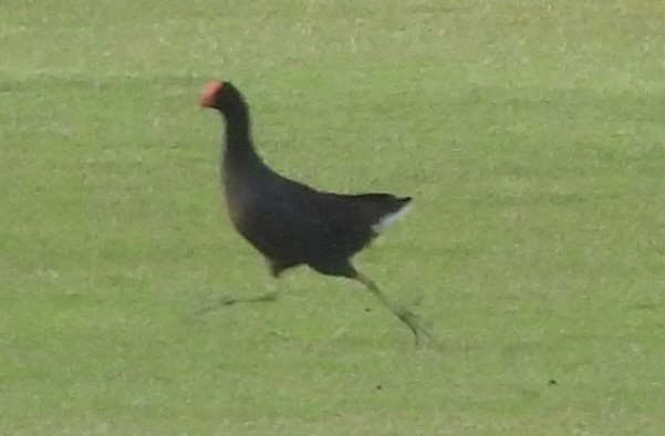 Common Gallinule - pamela graber