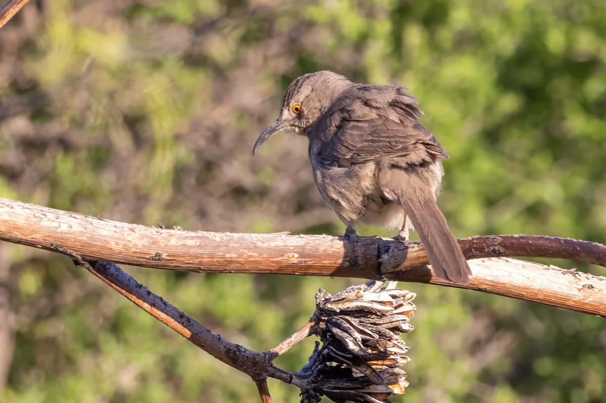 Curve-billed Thrasher - ML619983210