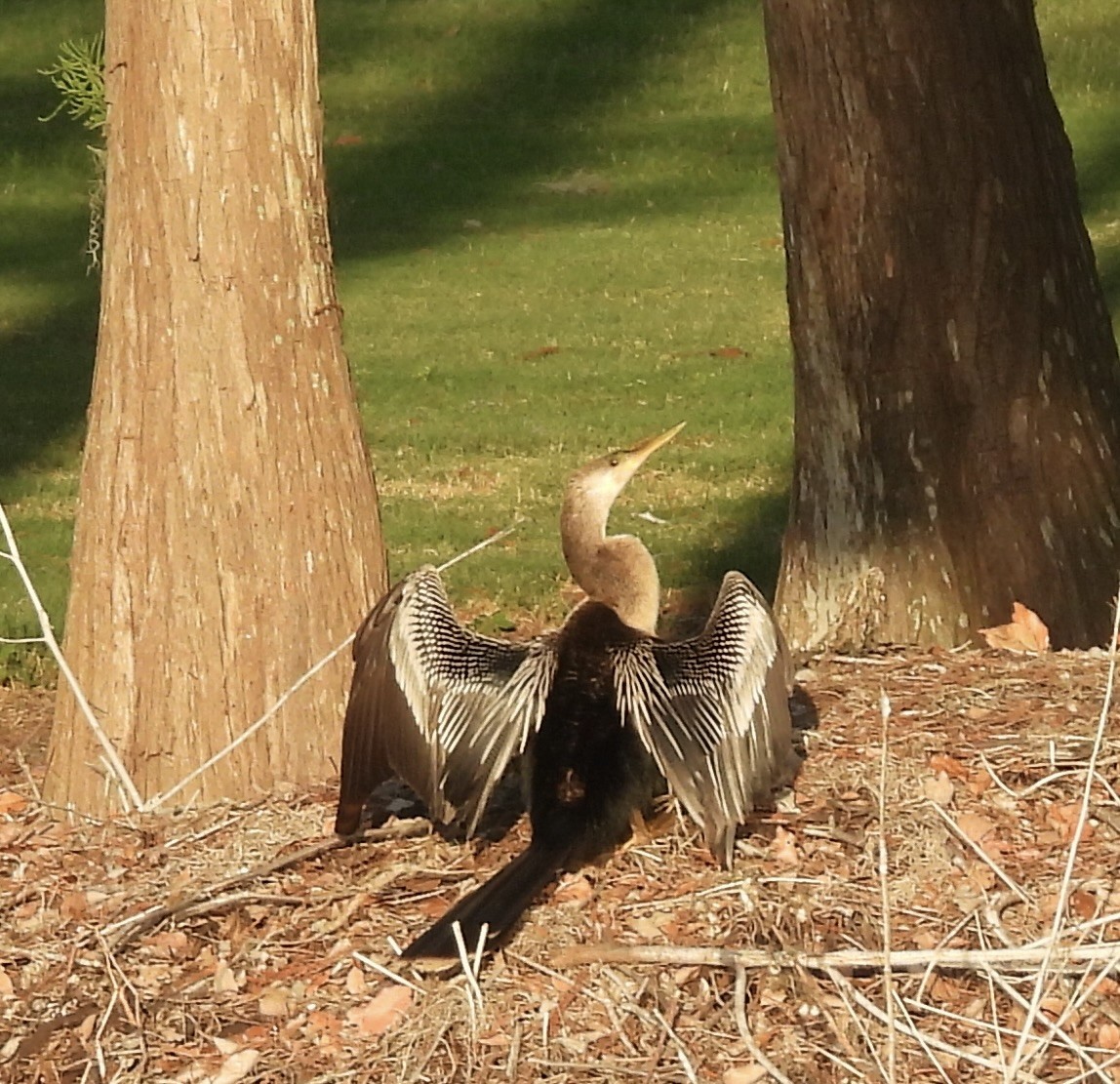 Anhinga Americana - ML619983217