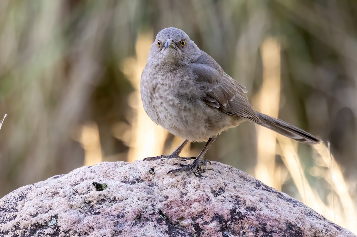 Curve-billed Thrasher - ML619983218