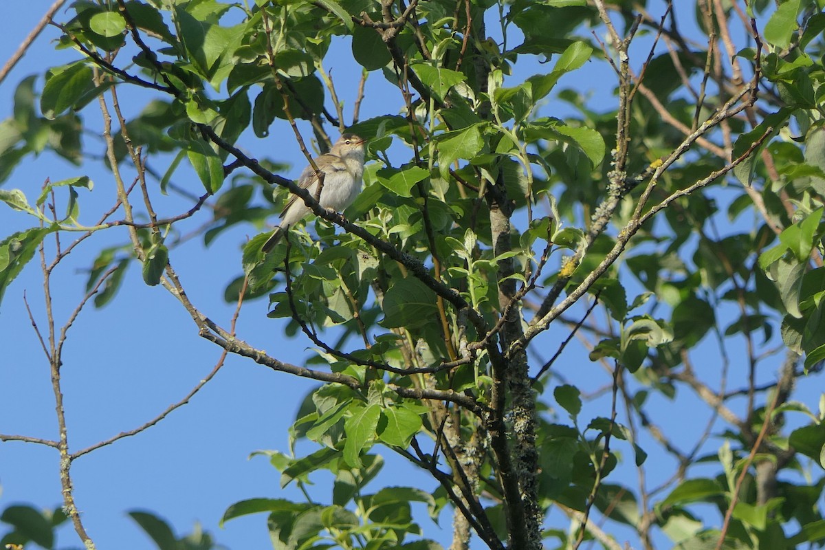 Mosquitero Musical - ML619983222