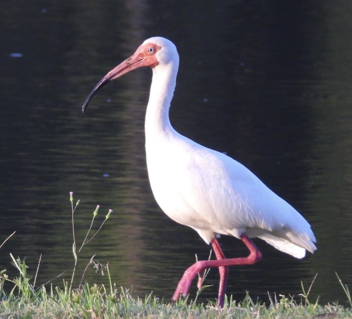 ibis bílý - ML619983225