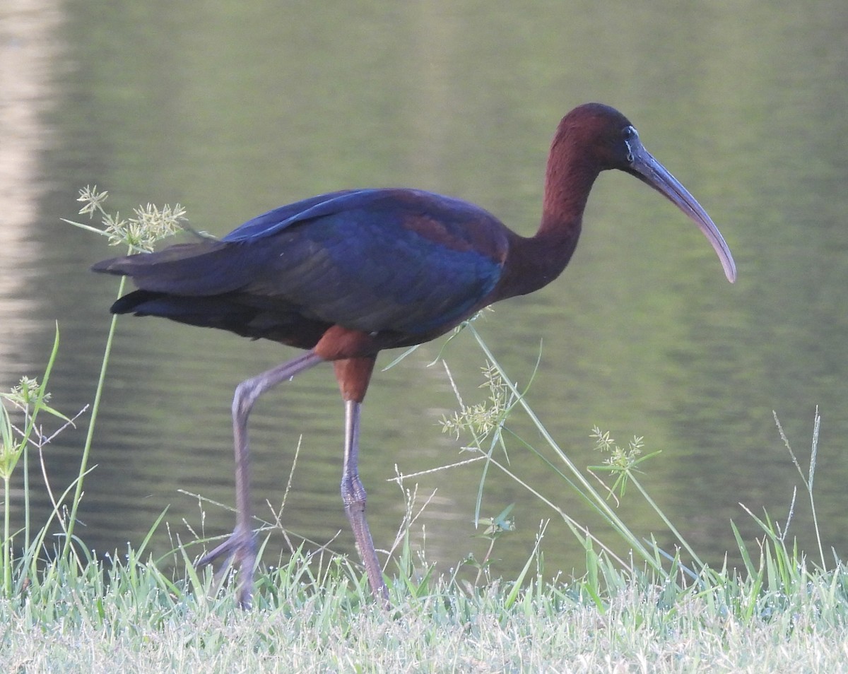 Glossy Ibis - ML619983228