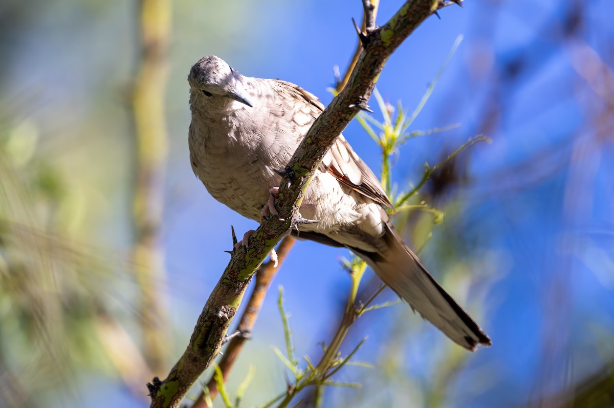 Inca Dove - ML619983229