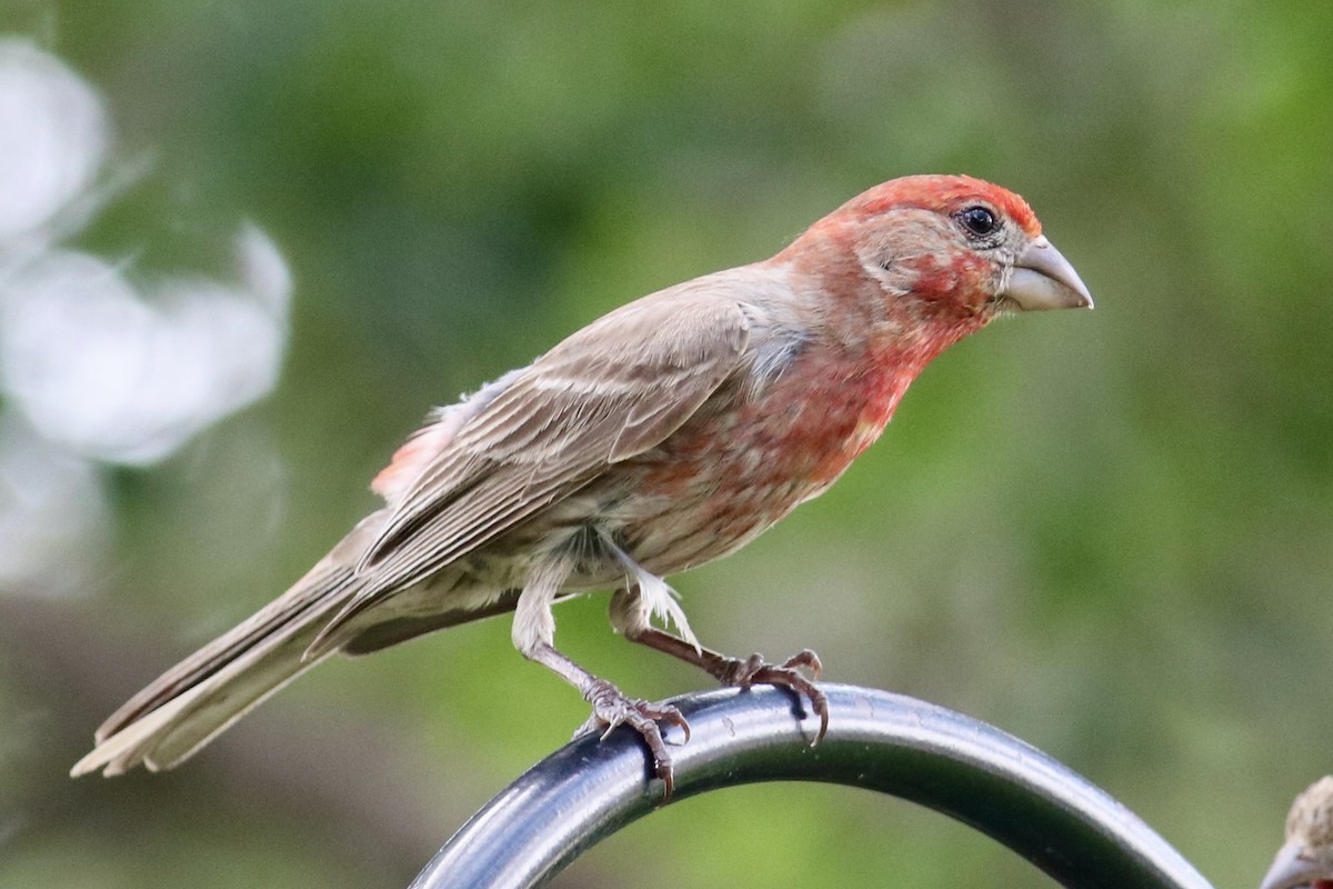 House Finch - Ronald Newhouse