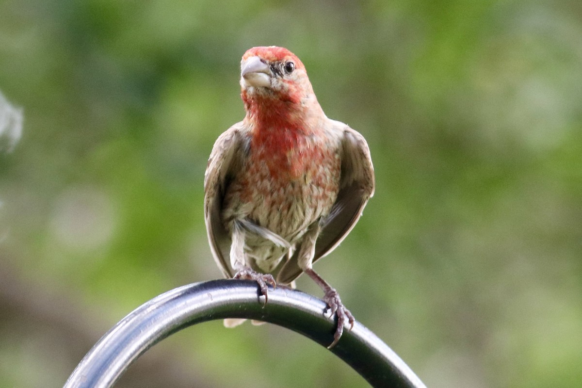 House Finch - ML619983236