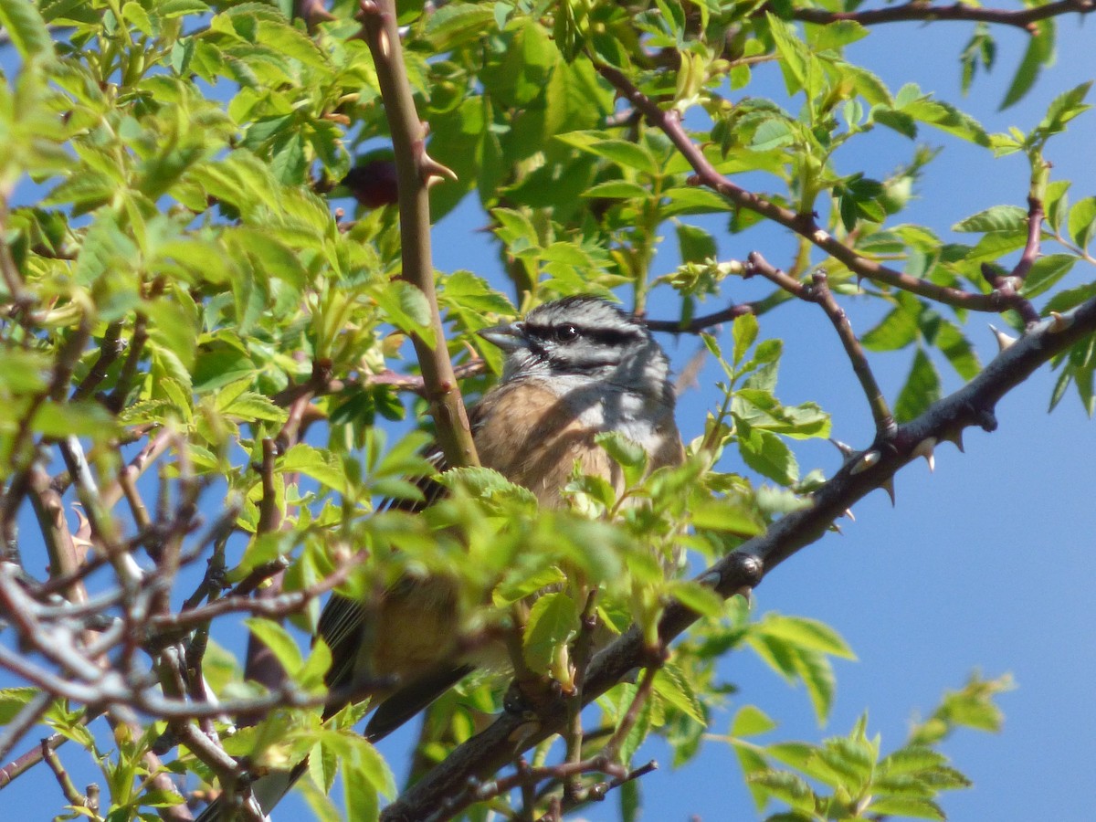 Rock Bunting - ML619983241