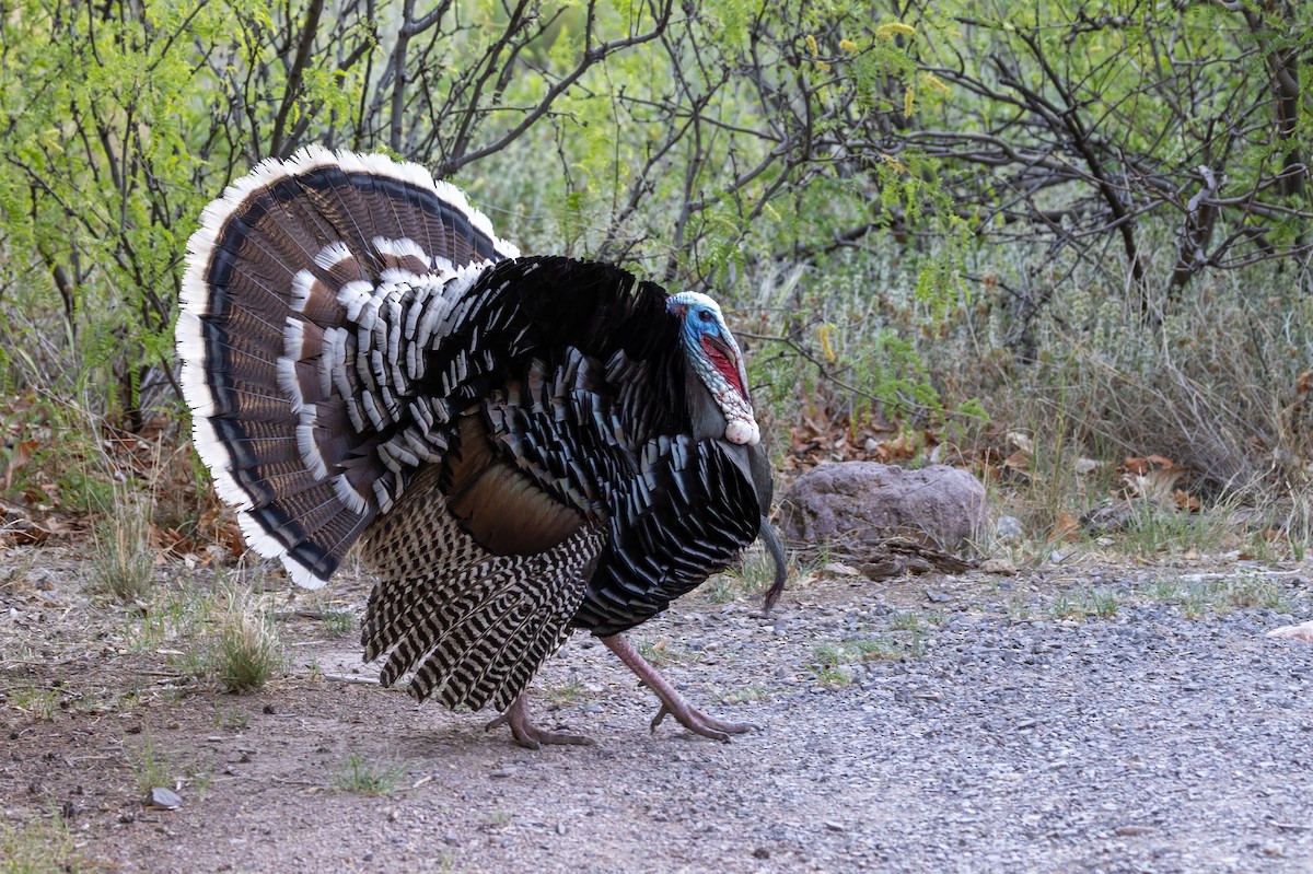 Guajolote Gallipavo - ML619983243