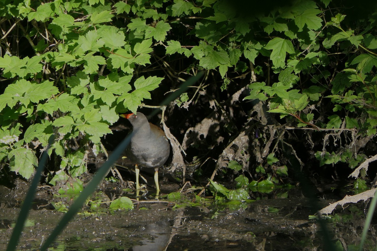 Eurasian Moorhen - ML619983248