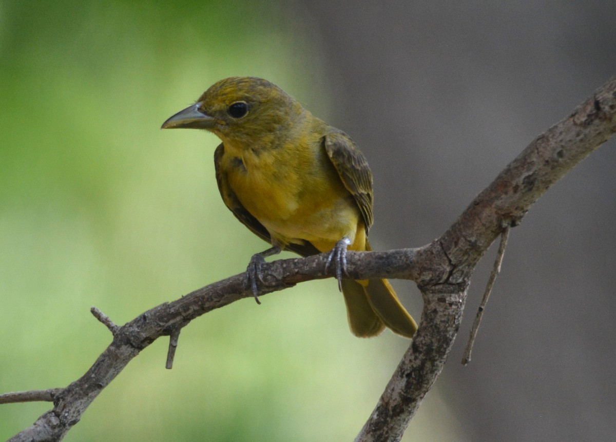 Summer Tanager - ML619983256