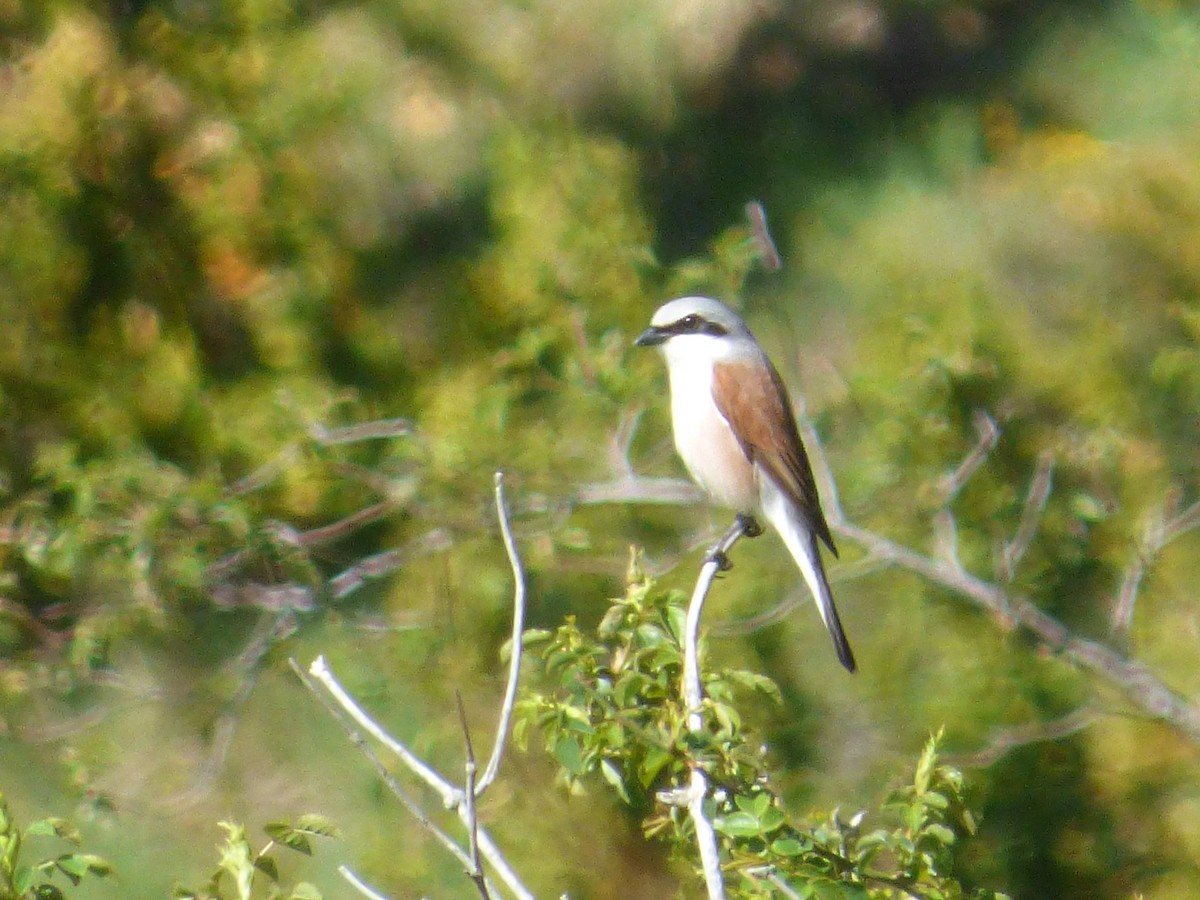 Red-backed Shrike - ML619983258