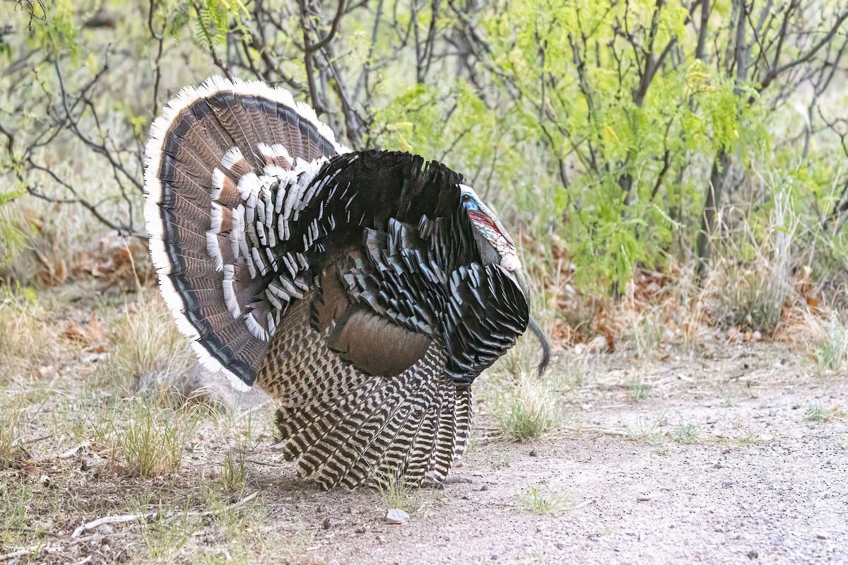 Guajolote Gallipavo - ML619983259