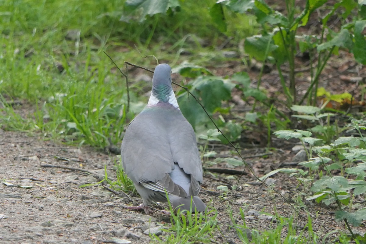 Common Wood-Pigeon - ML619983265