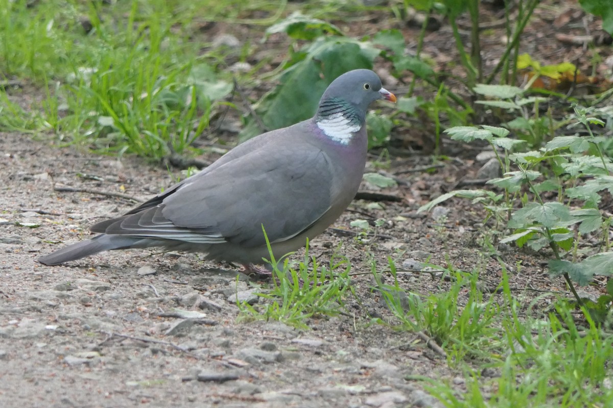 Common Wood-Pigeon - ML619983266