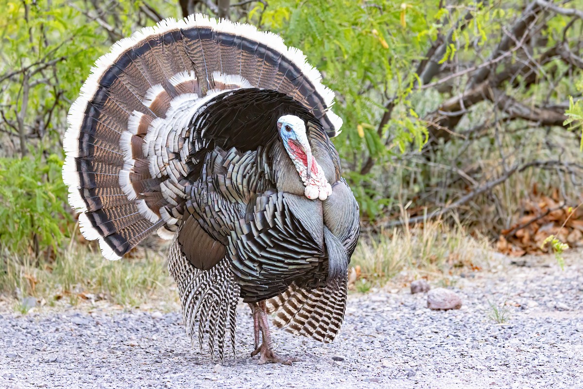 Wild Turkey - ML619983267