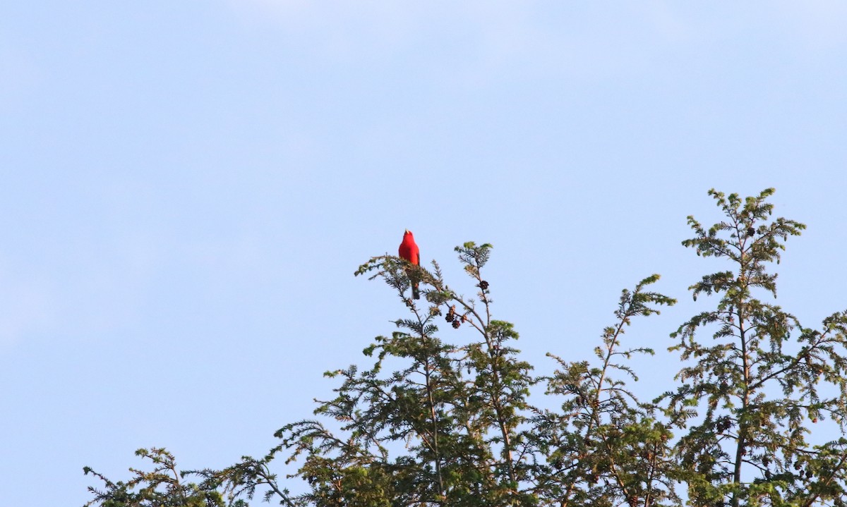 Scarlet Tanager - ML619983270