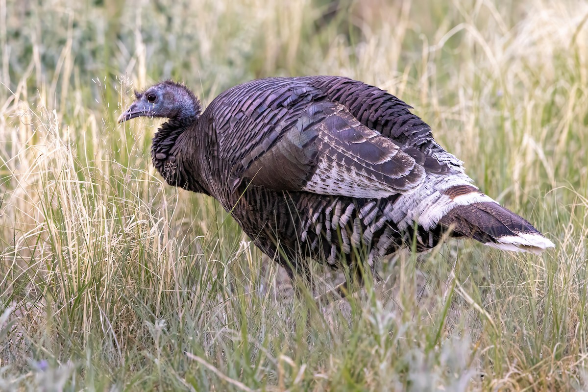 Wild Turkey - ML619983271