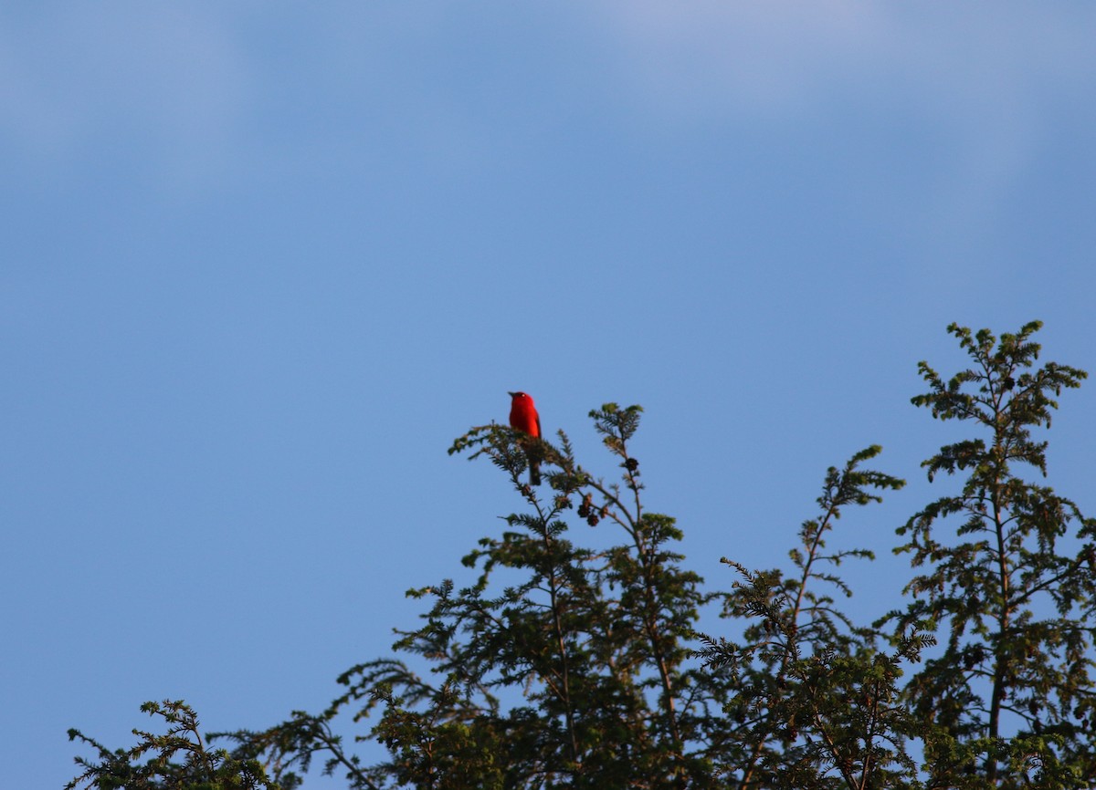 Scarlet Tanager - ML619983272