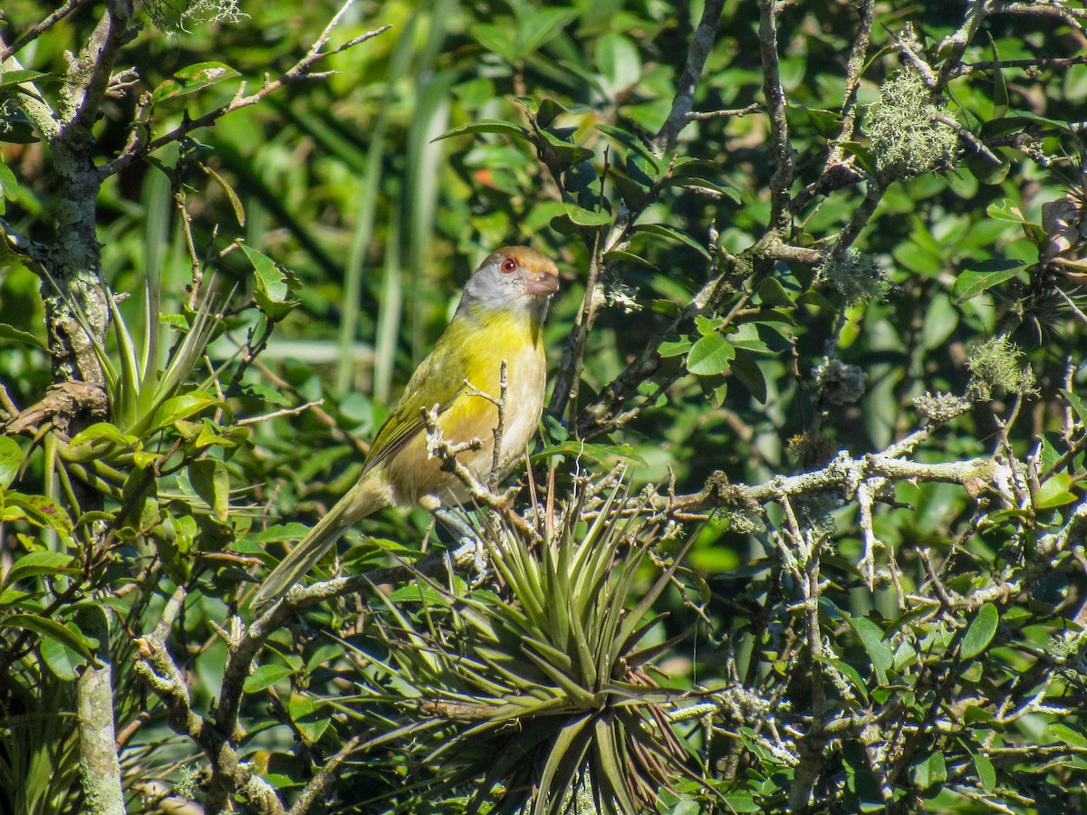 Rufous-browed Peppershrike - ML619983274