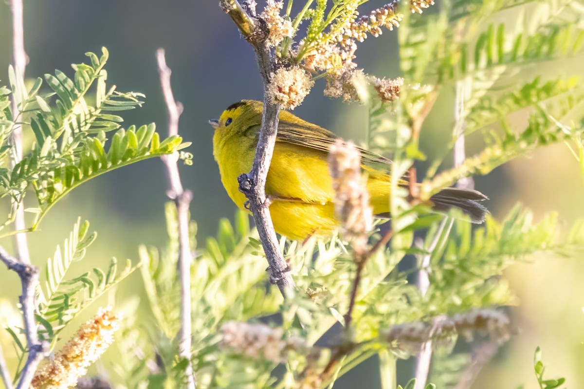 Wilson's Warbler - ML619983276