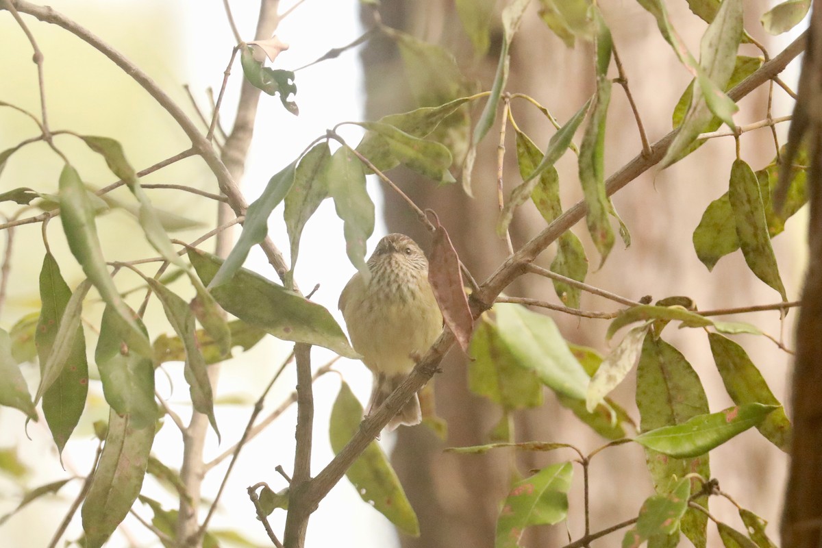 Striated Thornbill - ML619983283