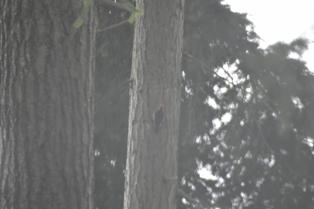 Red-breasted Sapsucker - ML619983292