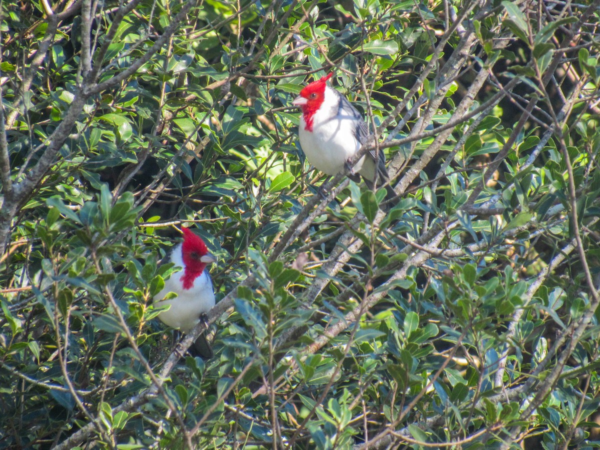Red-crested Cardinal - ML619983296