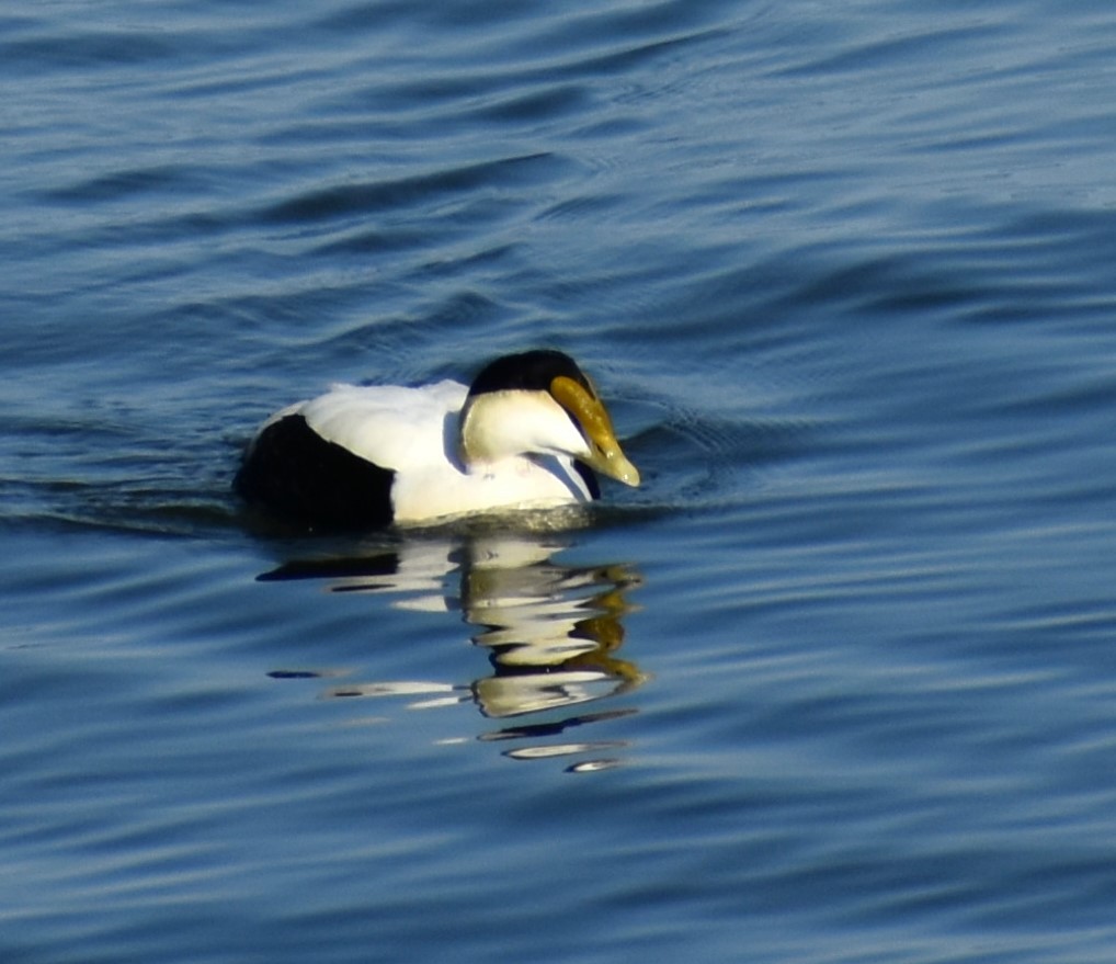 Common Eider - ML619983301