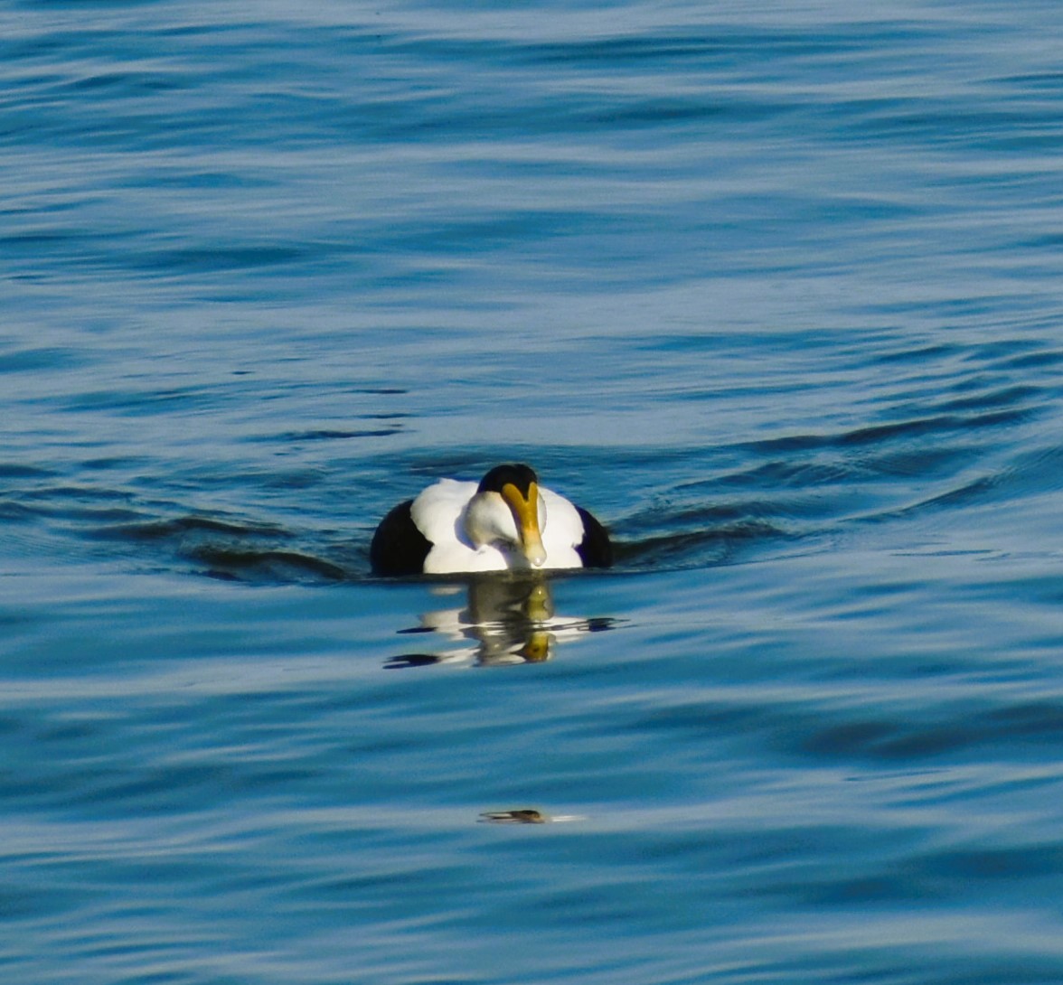 Common Eider - Jan Klooster