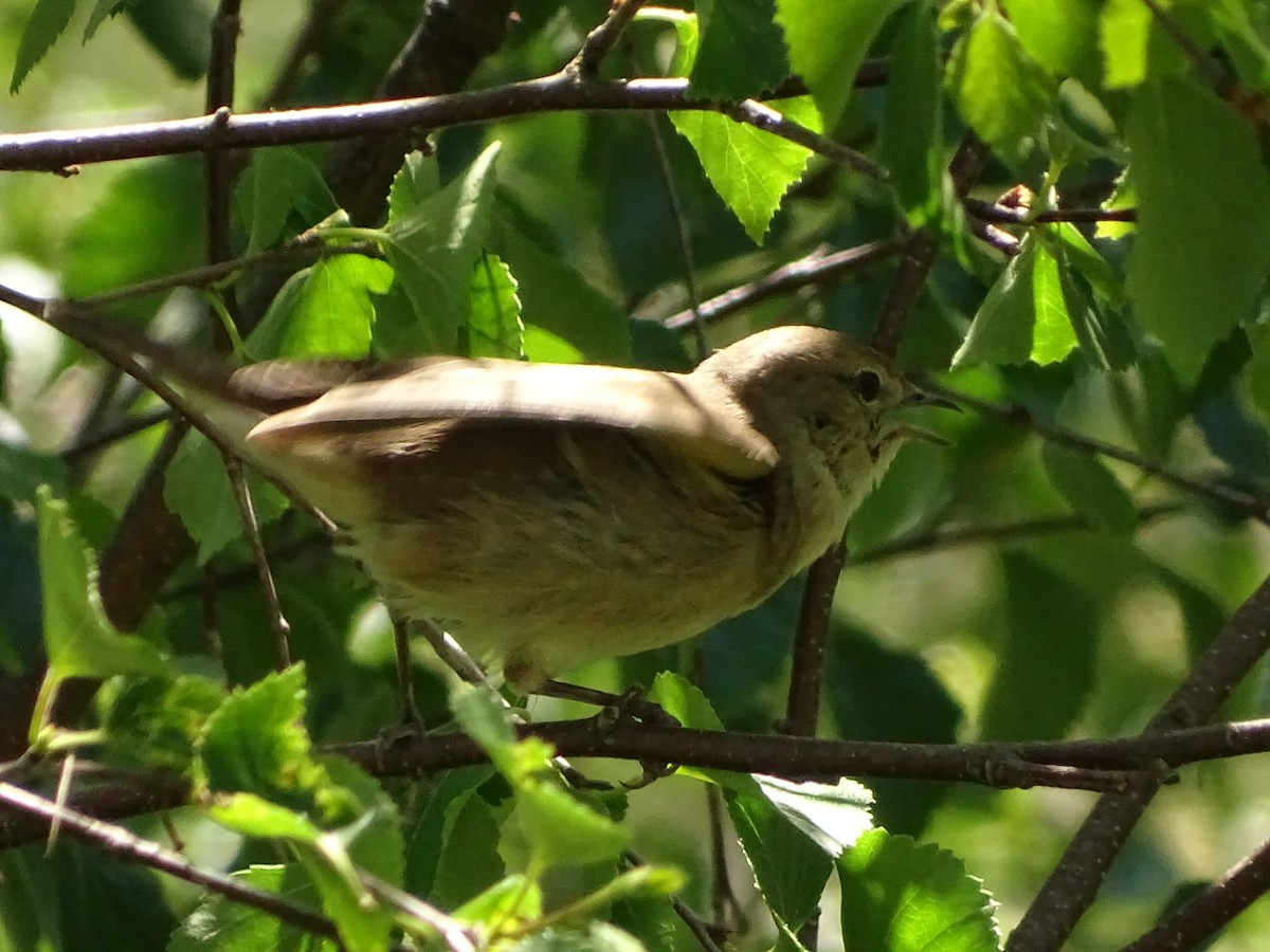 Garden Warbler - ML619983307