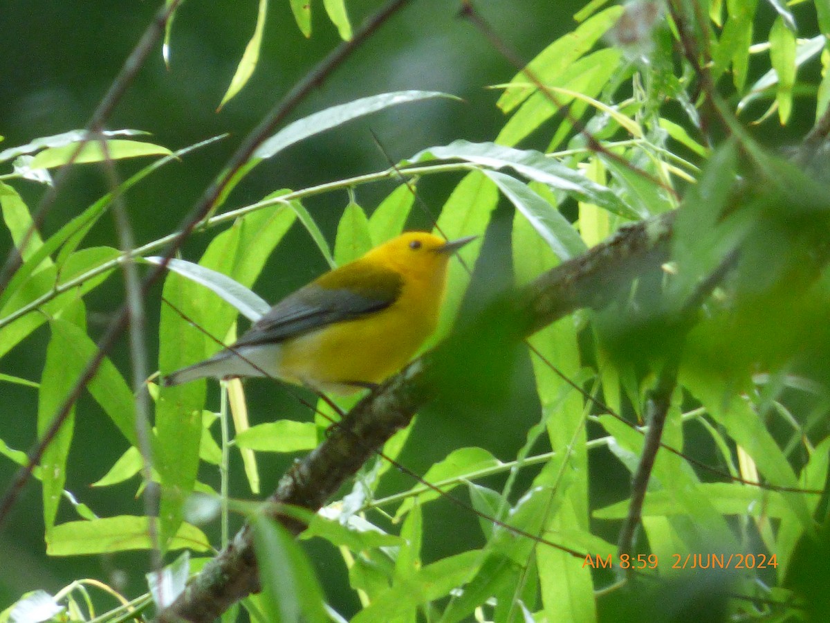 Prothonotary Warbler - ML619983314