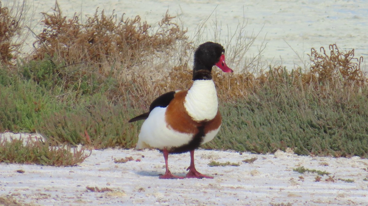 Common Shelduck - ML619983324