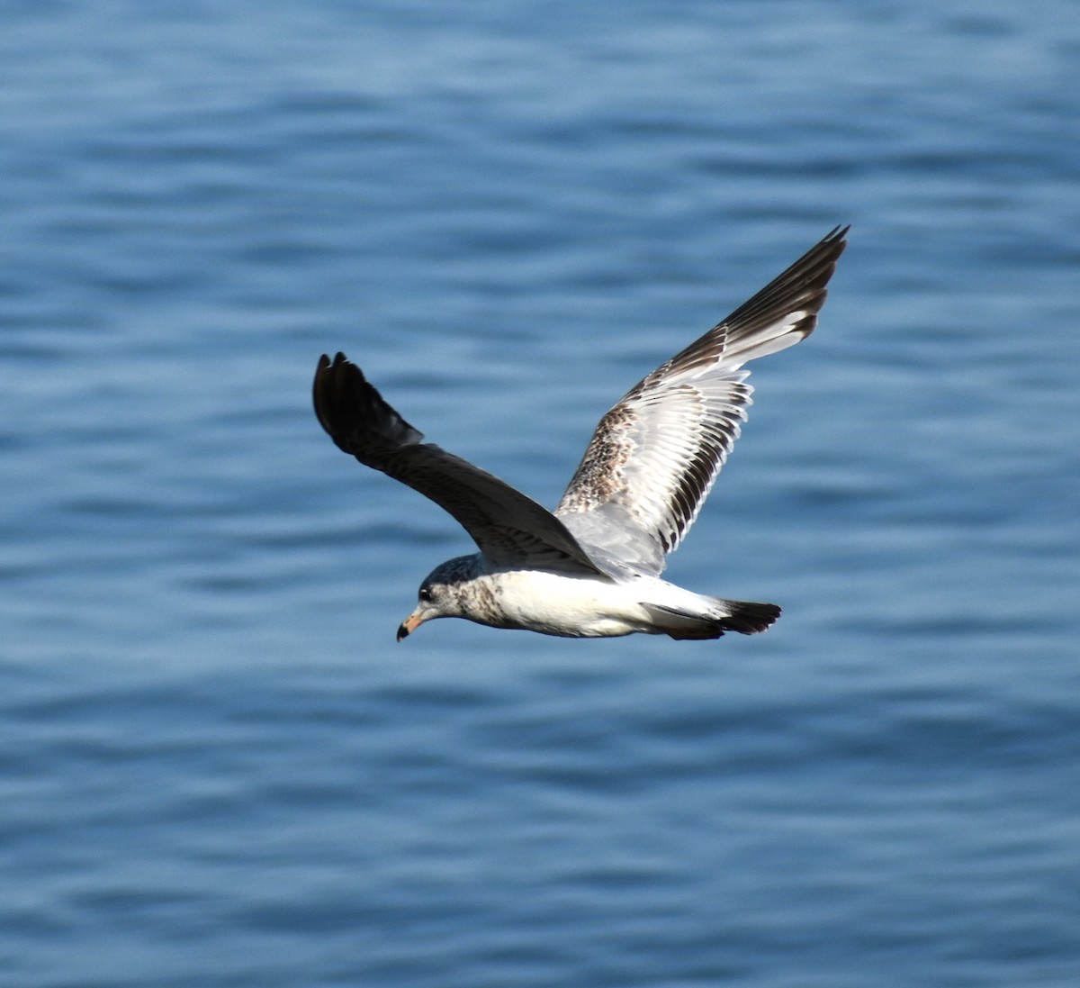 Ring-billed Gull - ML619983326