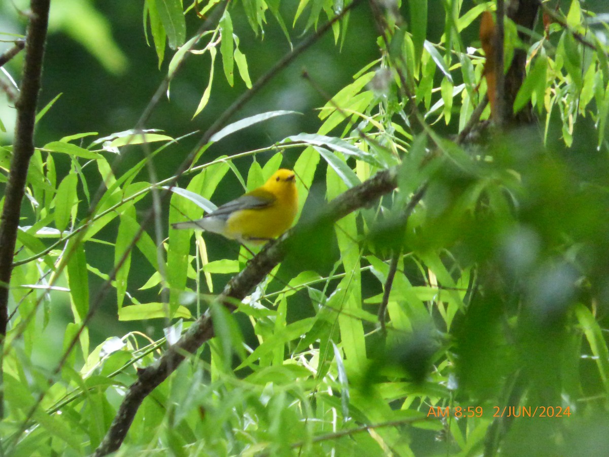Prothonotary Warbler - ML619983328