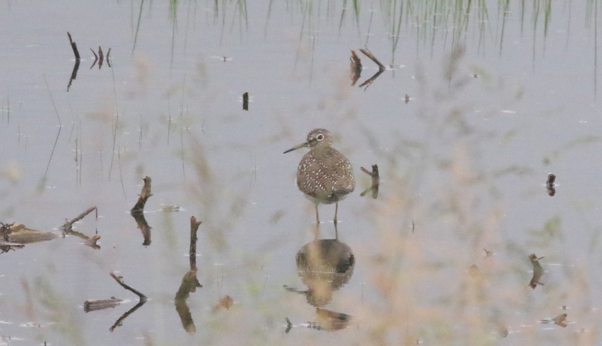 Solitary Sandpiper - ML619983344