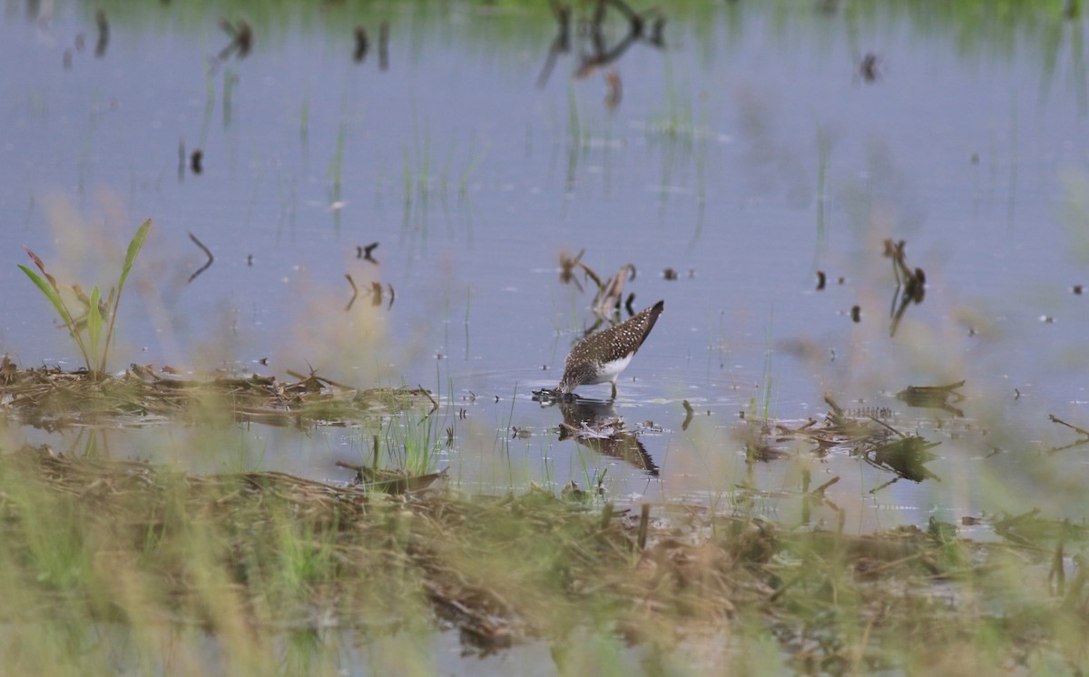 Solitary Sandpiper - ML619983345