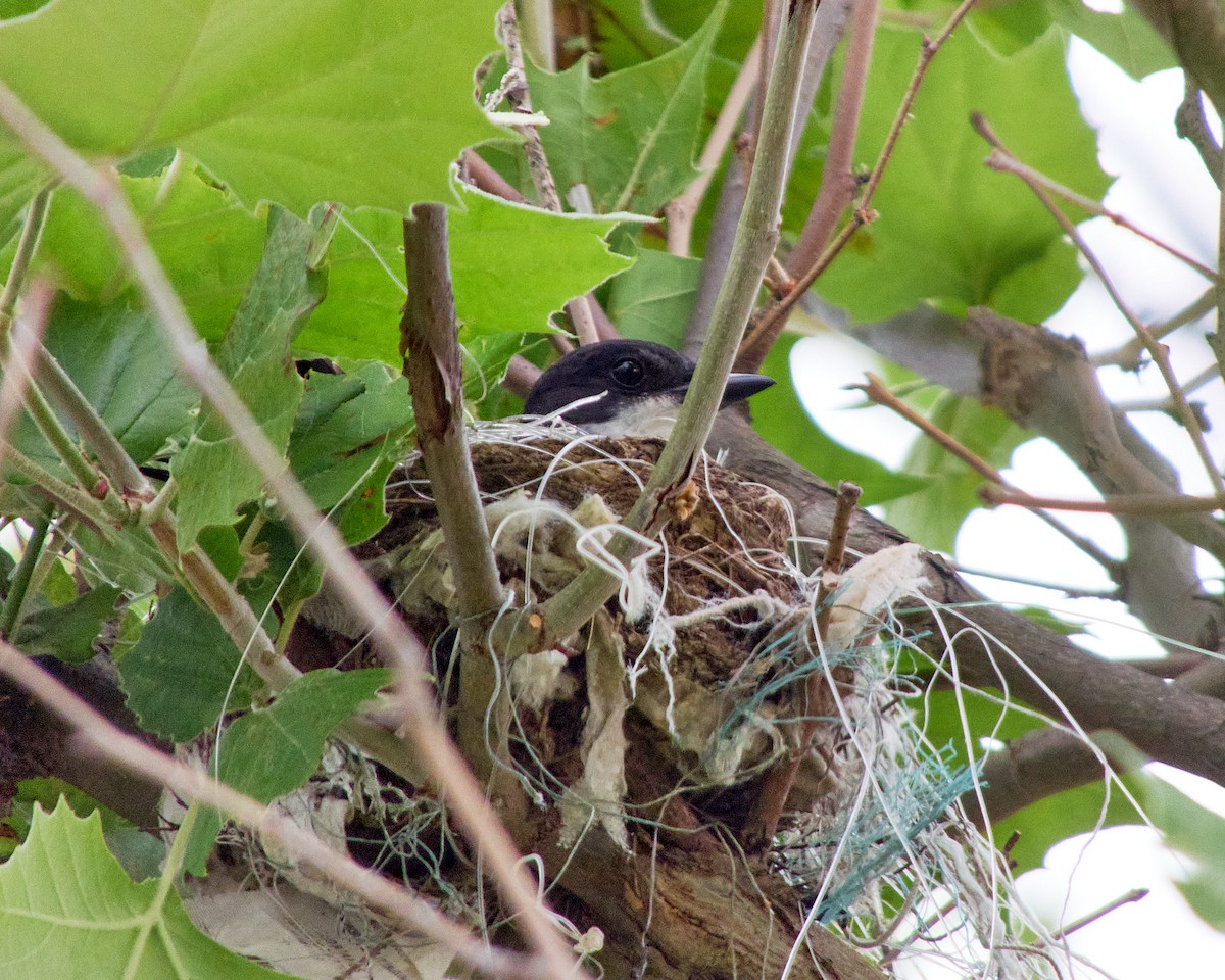 Eastern Kingbird - ML619983347