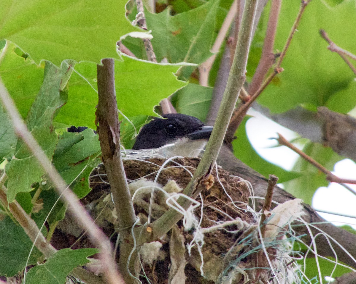 Eastern Kingbird - ML619983348