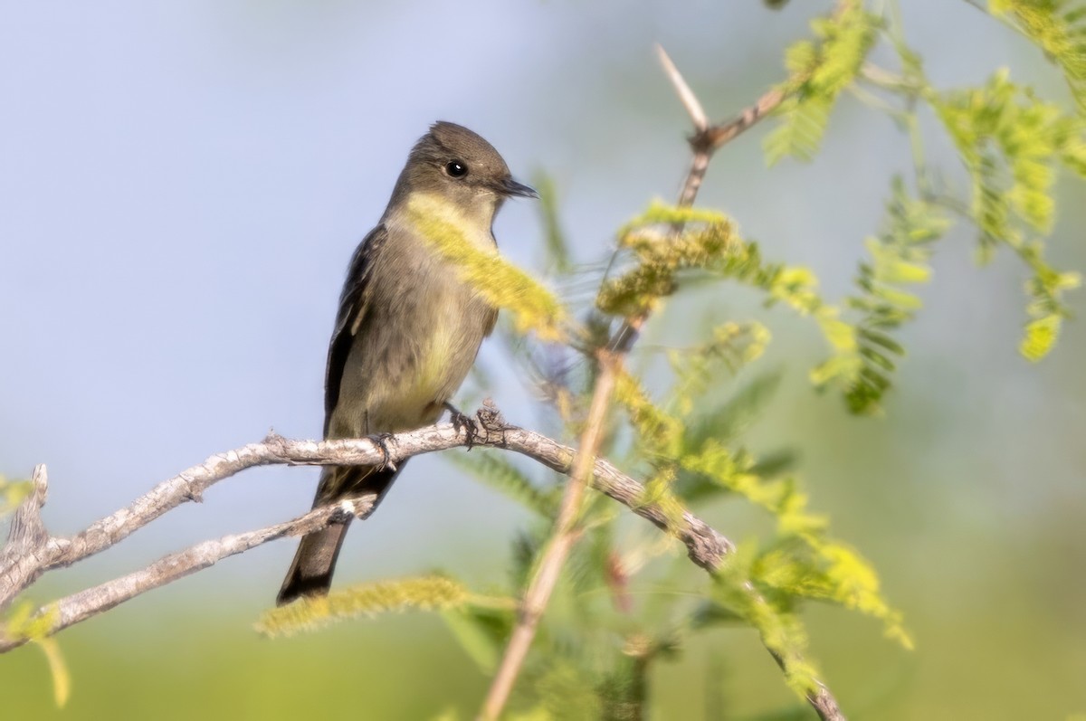 Olive-sided Flycatcher - ML619983352