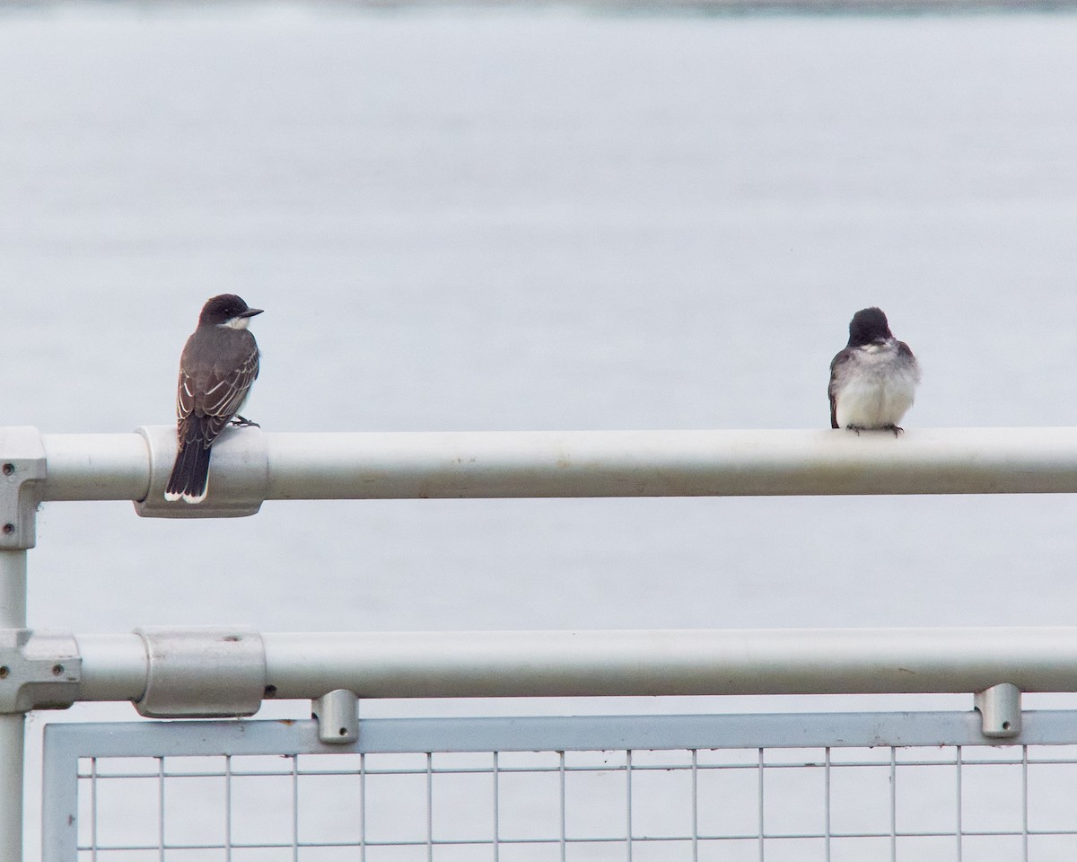 Eastern Kingbird - ML619983356