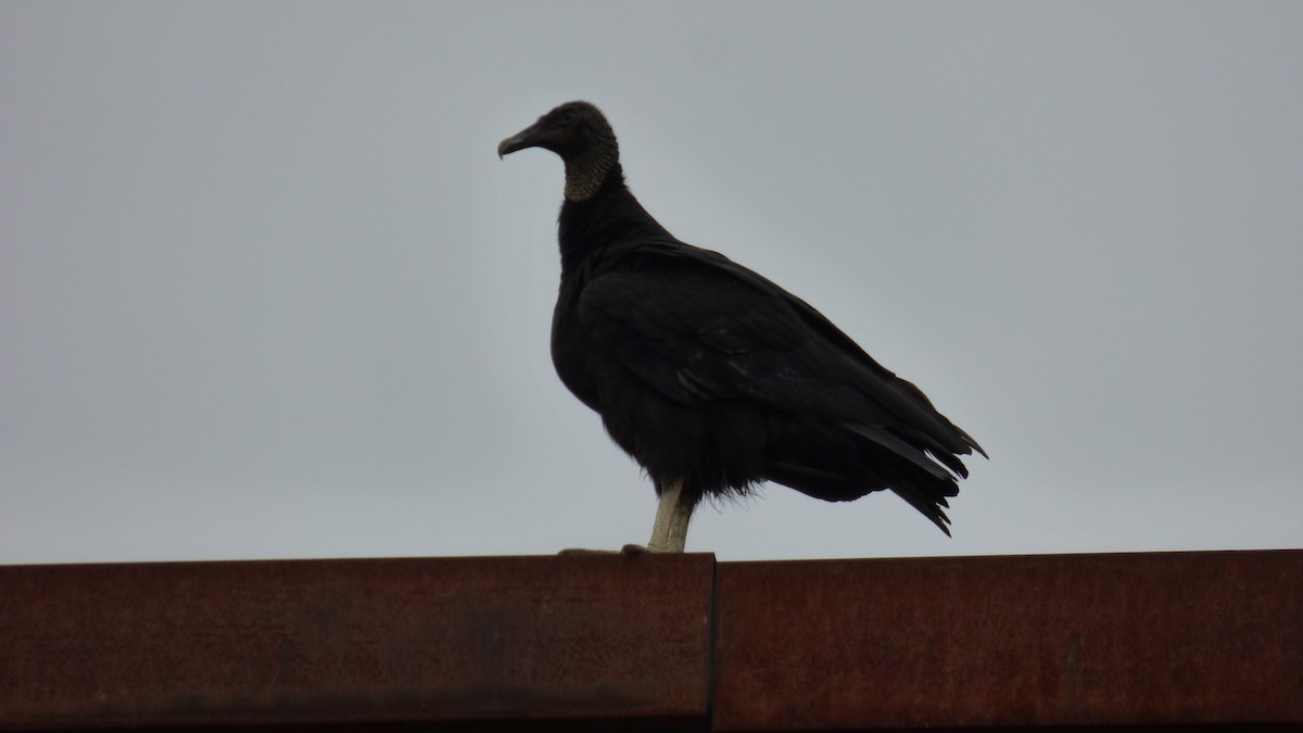 Black Vulture - ML619983358