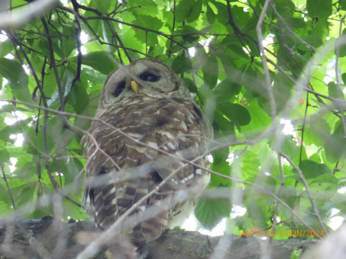 Barred Owl - ML619983362