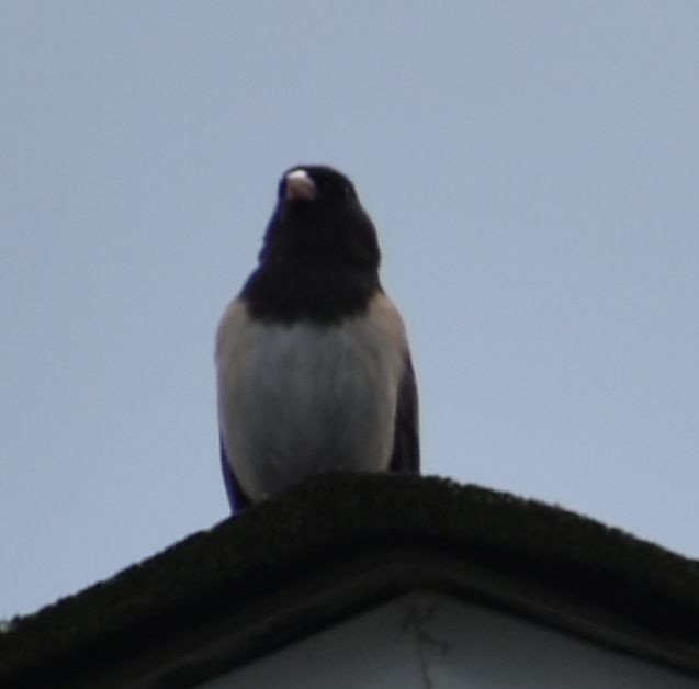 Dark-eyed Junco - ML619983364