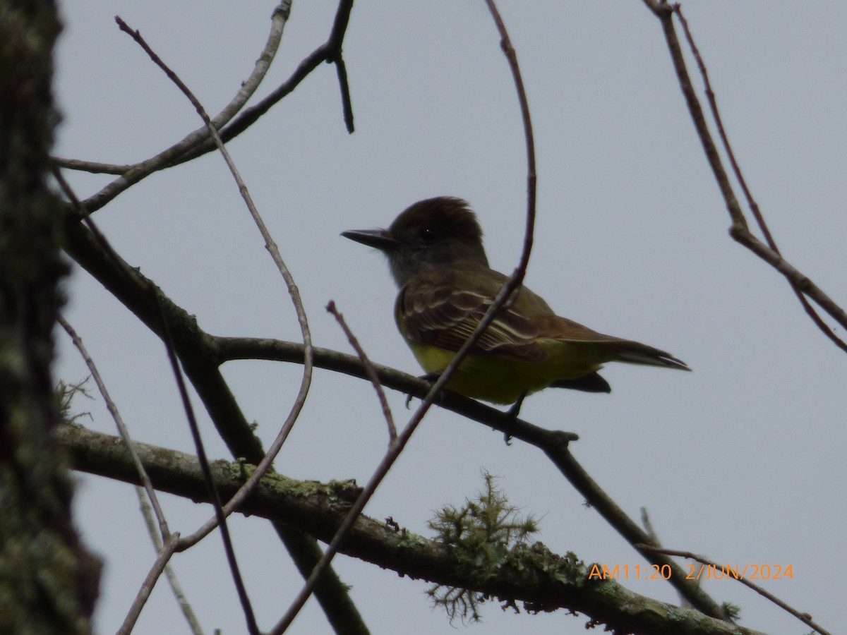 Great Crested Flycatcher - ML619983367