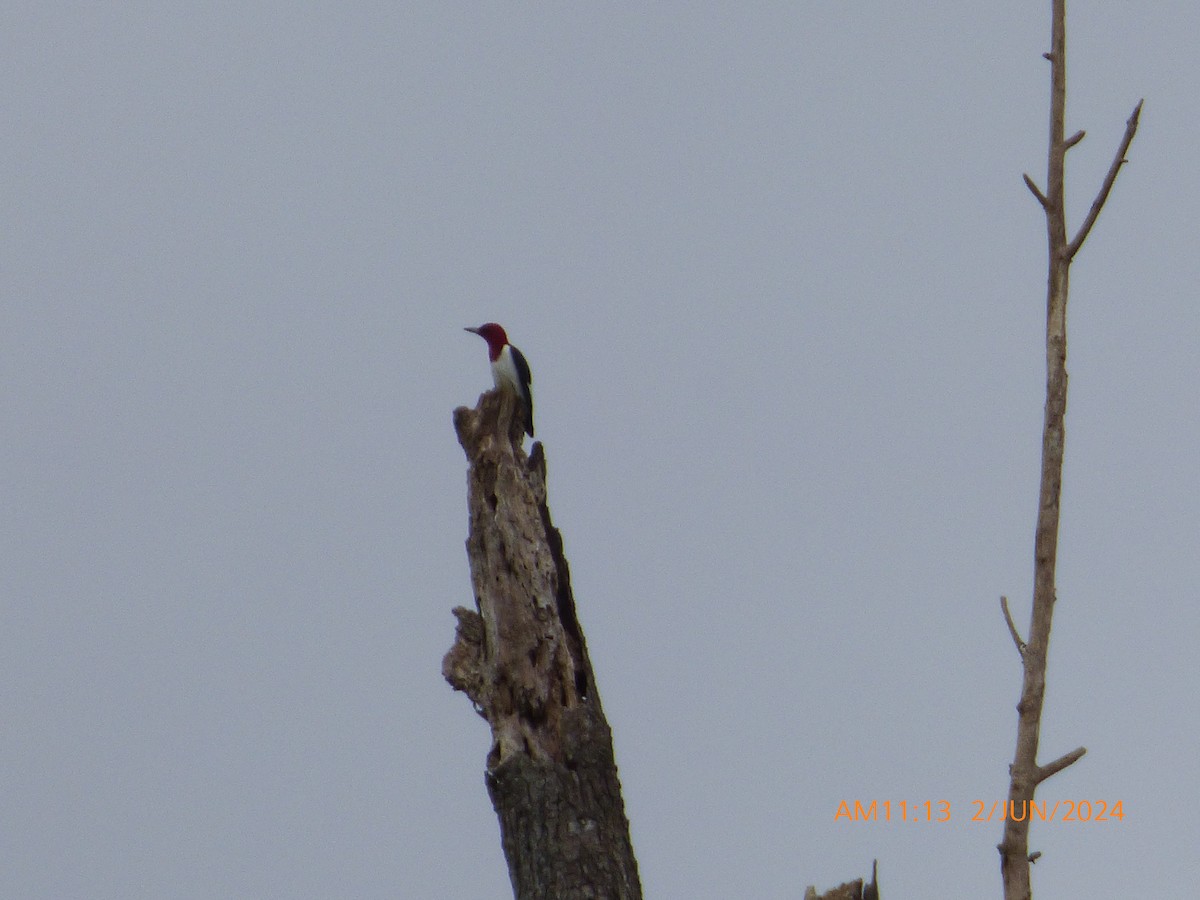 Red-headed Woodpecker - ML619983376