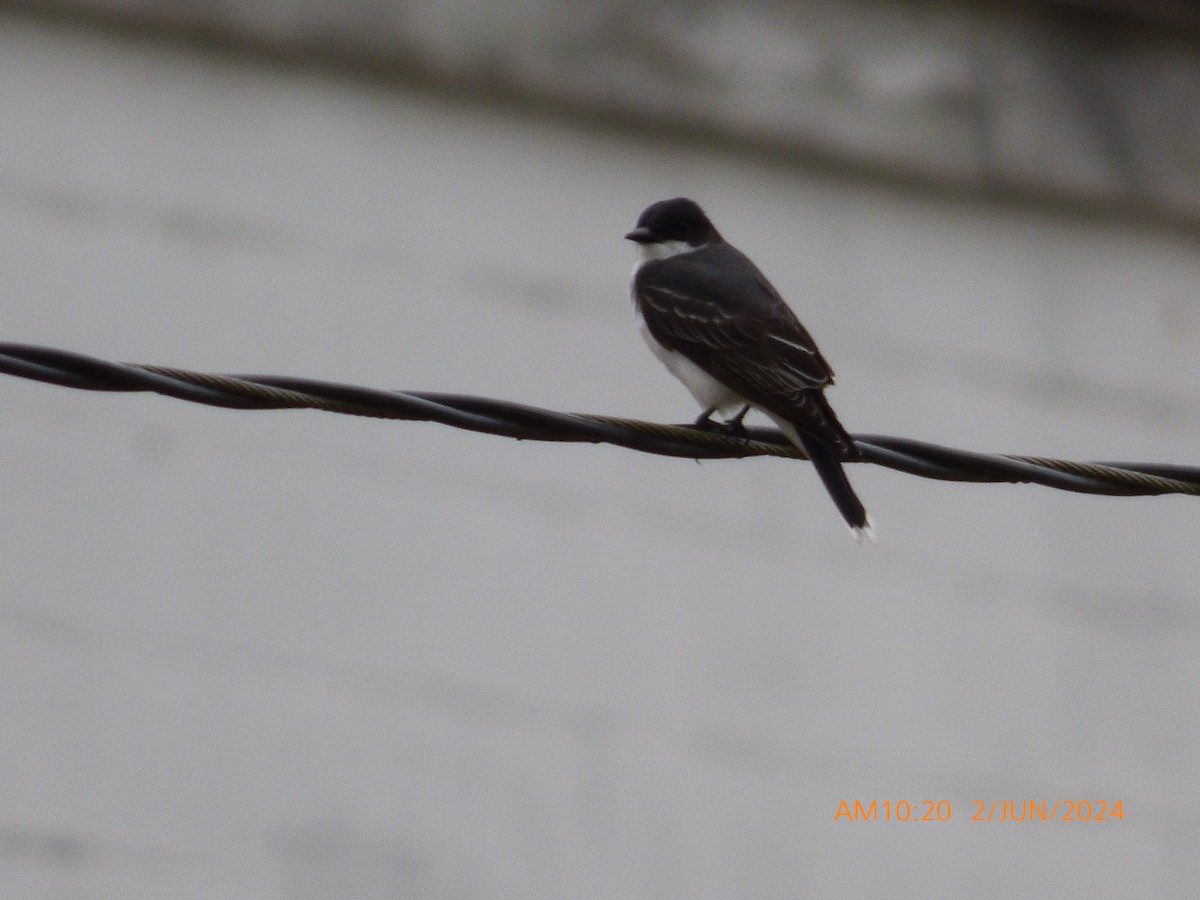 Eastern Kingbird - ML619983400