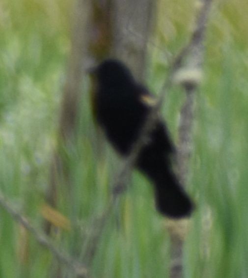 Red-winged Blackbird - ML619983410