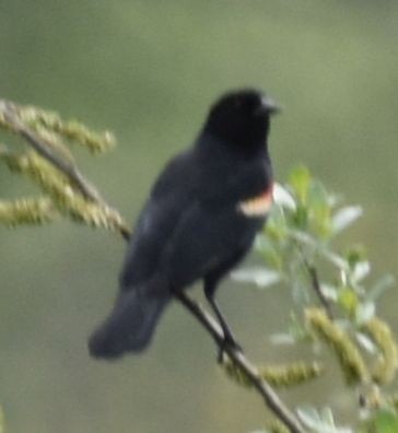 Red-winged Blackbird - ML619983412