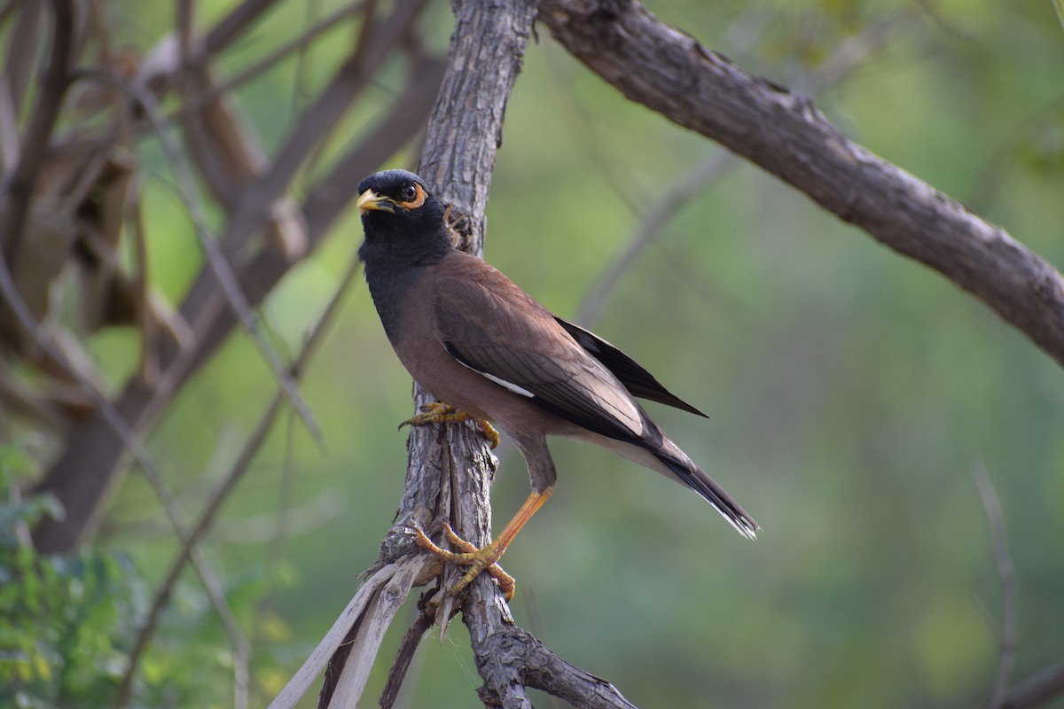 Common Myna - ML619983414